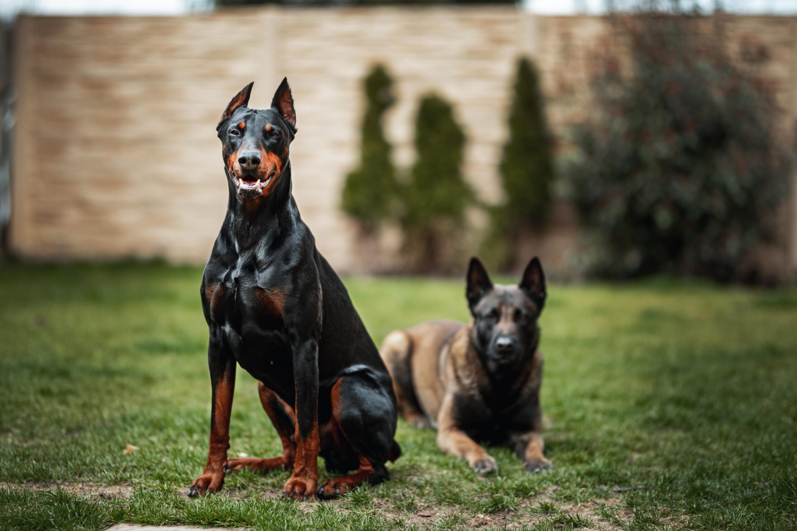 Two well behaved dogs sitting and laying down in the yard