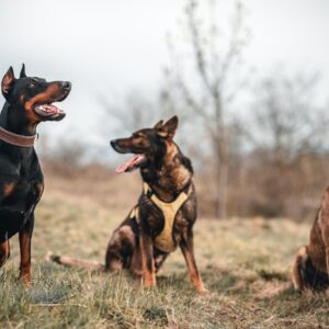 Three well behaved dogs sitting in a field