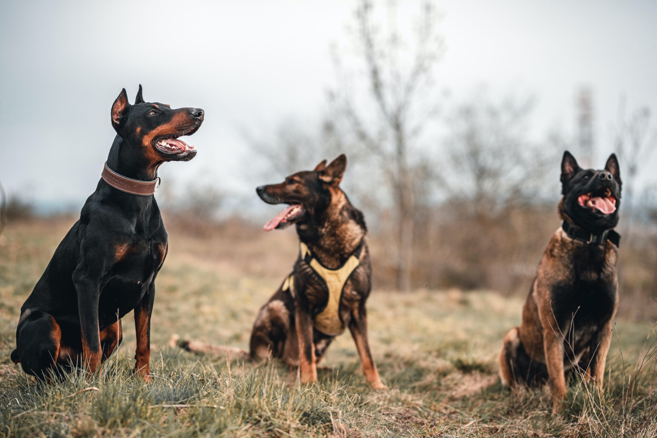 Three well behaved dogs sitting in a field