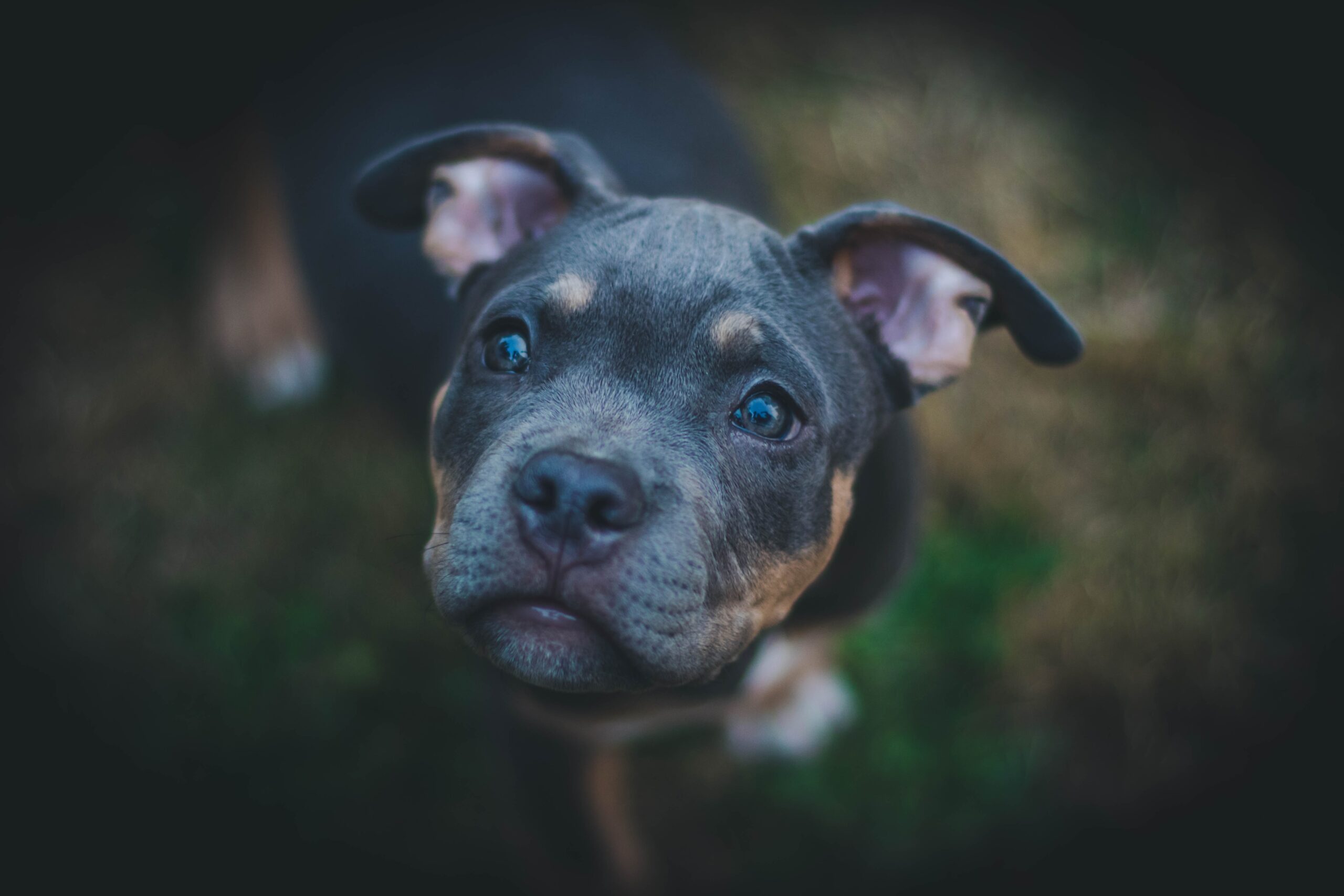 Dog looking up at trainer