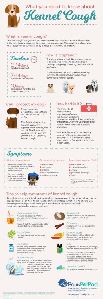 Kennel cough details